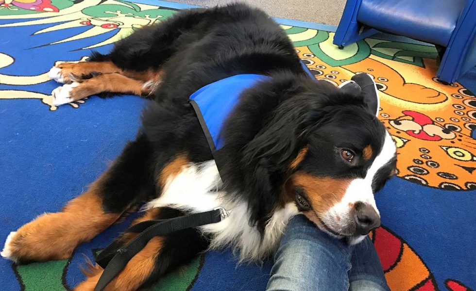 bernese mountain dog therapy dog